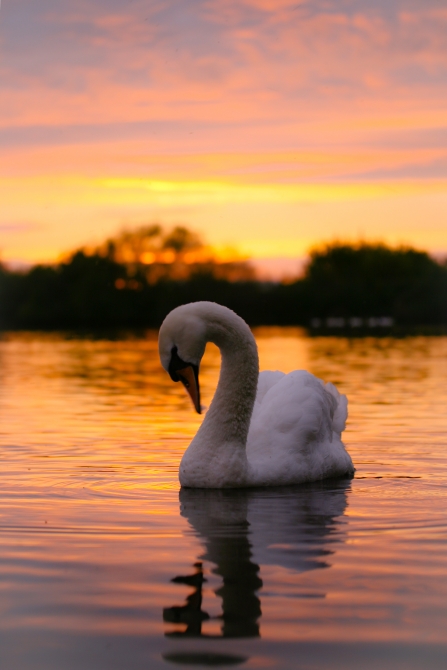 Sunset Swan at Attenborough Tim Sexton
