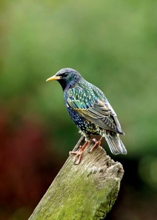 Starling by John Smith