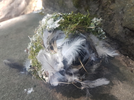 Long tailed tit bird nest, Highfield Park Nottingham