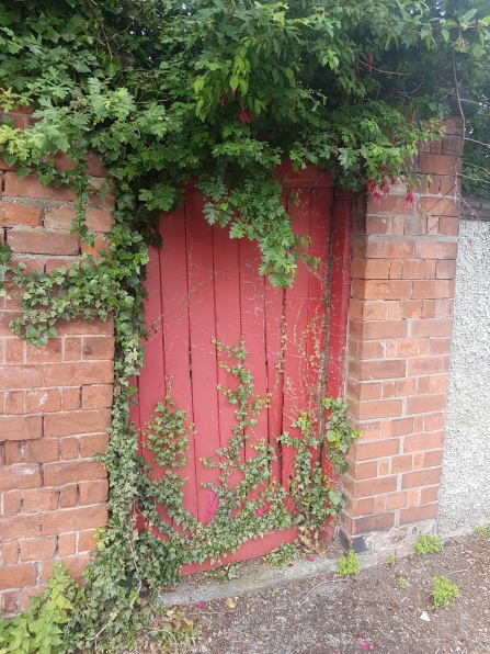 Ivy clad wooden red door