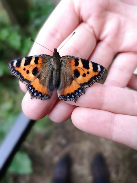 Butterfly being held in hands