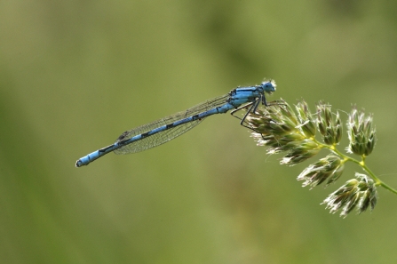 Common blue damselfly at Attenborough Nature Reserve