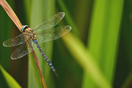 Emporer dragonfly