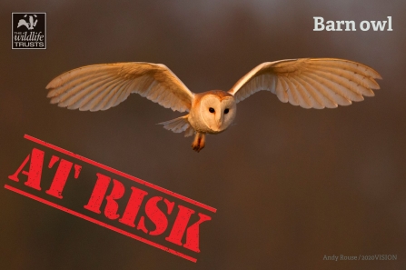 Barn Owl at Risk