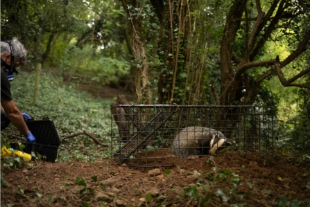 Badger in humane cage about to be vaccinated against bTB