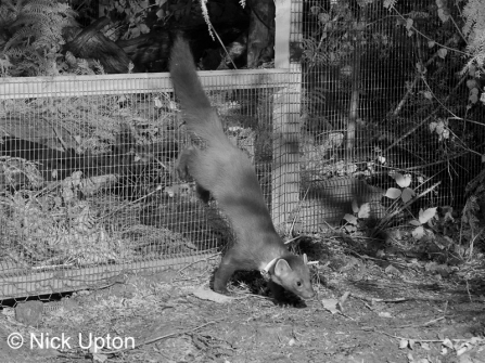 A pine marten being released back into the wild