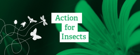 Action for Insects