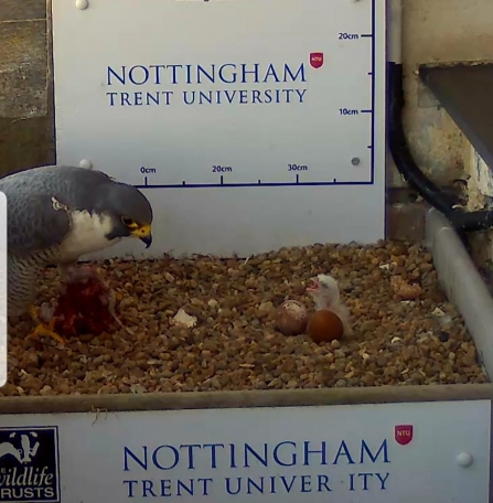 Peregrine chick in nest