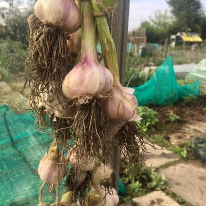 Ellie's garlic bulbs