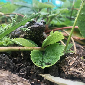 Ellie's frog explores the strawberries