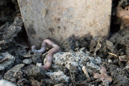 A trowel in some garden soil