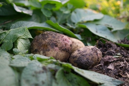 Potato in garden
