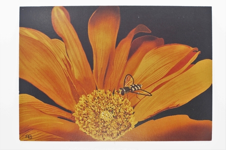 Postcard Show entry Sowing reward. A painting of a hoverfly on an orange flower.