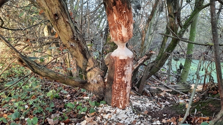 A tree trunk gnawed by beavers in at Idle Valley