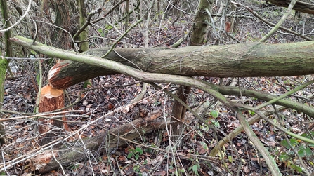 Felled tree from beaver activity