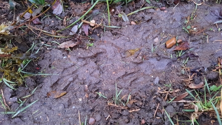 Beaver prints in mud