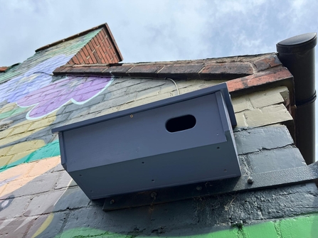 Colourful swift box on mural