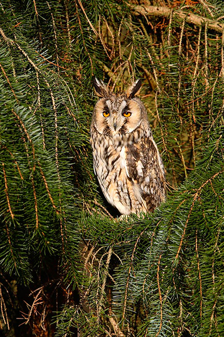 long eared owl in a tree