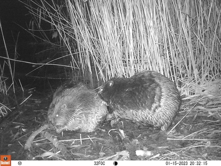 Beaver kits caught on camera