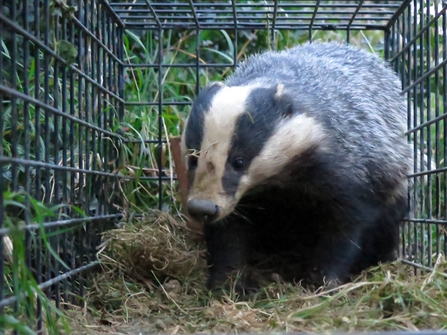 Badger in cage