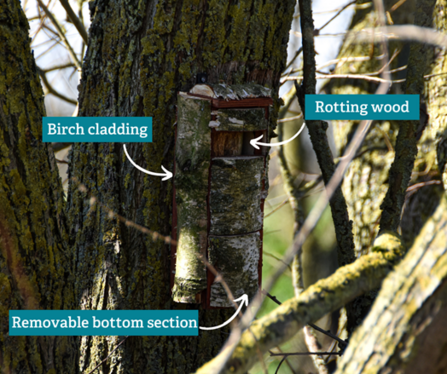 Labelled willow tit box, showing birch cladding, rotting wood inside and removable bottom section