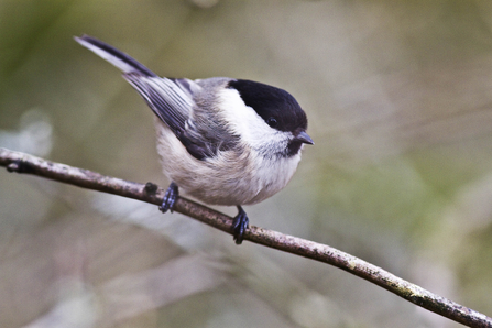 Willow tit on branch