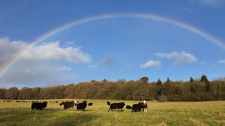 Rainbow over sheep in field