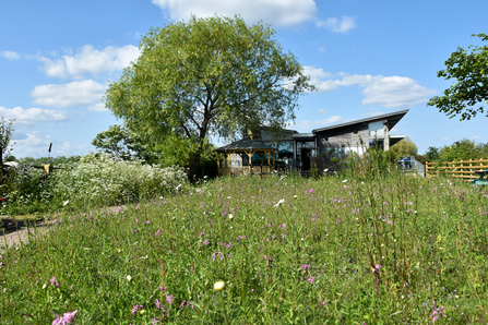 wildflower meadow in bloom with centre in the background