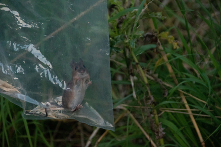 wood mouse in plastic bag 