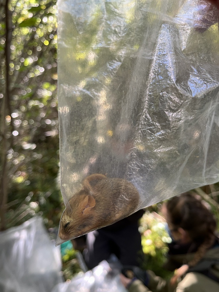dormouse in a plastic bag 