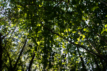 upward view of canopy of green leaves