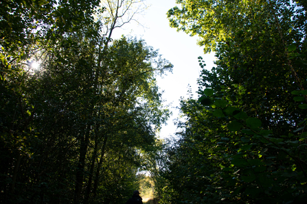 a path through an ancient woodland