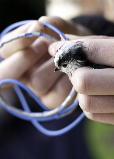 A long tailed tit being held securely whilst experts fit identification rings