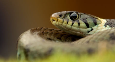 Grass Snake (Natrix natrix) basking in the spring, Cannock Chase, Staffordshire