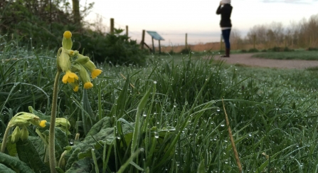 Cowslip and dew-soaked grass as a woman is birdwatching at Idle Valley Nature Reserve