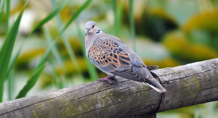Turtle dove on branch