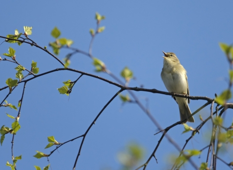 Willow Warbler ©Chris Gomersall 2020Vision