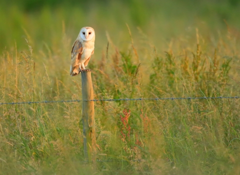 Barn owl - Credit Jon Hawkins Surrey Hills Photography
