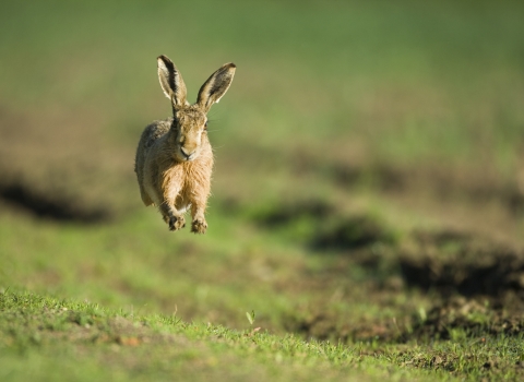 Brown hare leaping