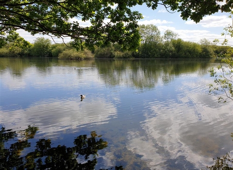 A view across the water at Attenborough Nature Reserve