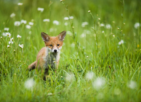Red fox cub surrounded by long grass and white flowers