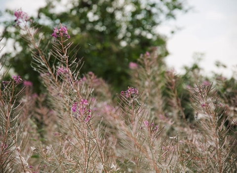 Rosebay willowherb. A tall plant with pink flowers