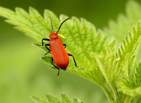 Red-headed Cardinal Beetle on leaf
