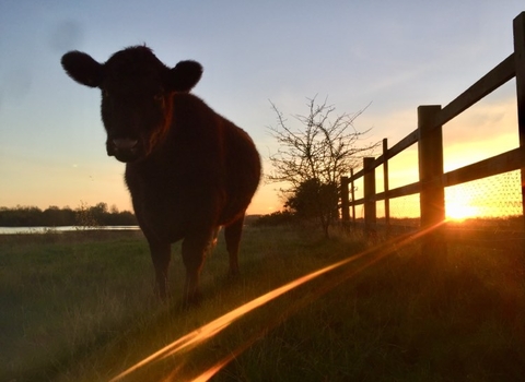 Lincoln red cow in sunset