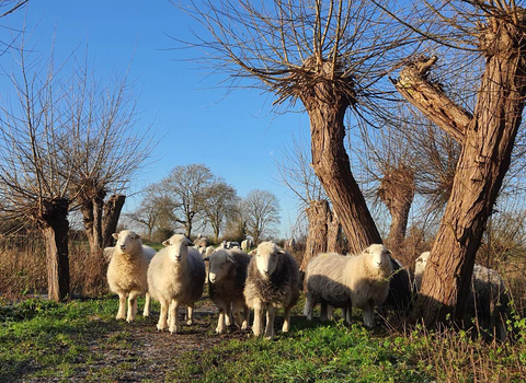 Sheep at Farndon Willow Holt