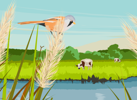 Bearded tit and longhorn reed bed illustration