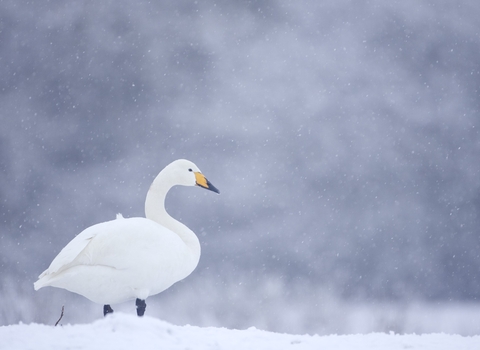 Swan in snow
