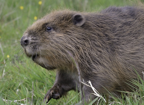 Beaver in grass