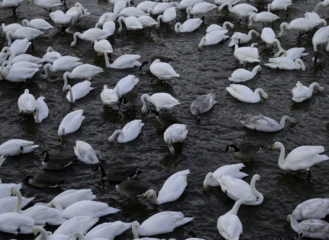 Whooper Swans Cygnus cygnus feeding in the estuary