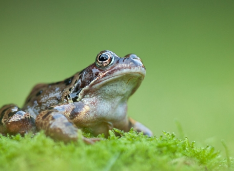 Common frog (Rana temporaria), Catcott Lows, Somerset Levels, Somerset, England, UK 